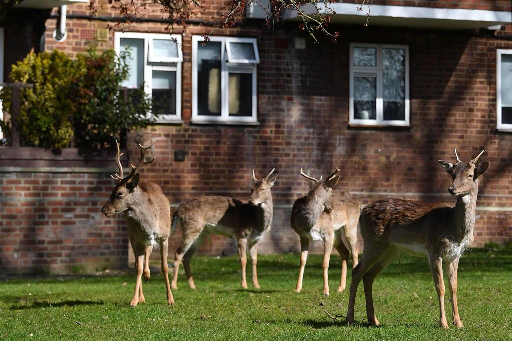 Wildlife reclaims streets of London, England as humans confine themselves to their homes amid coronavirus outbreak 