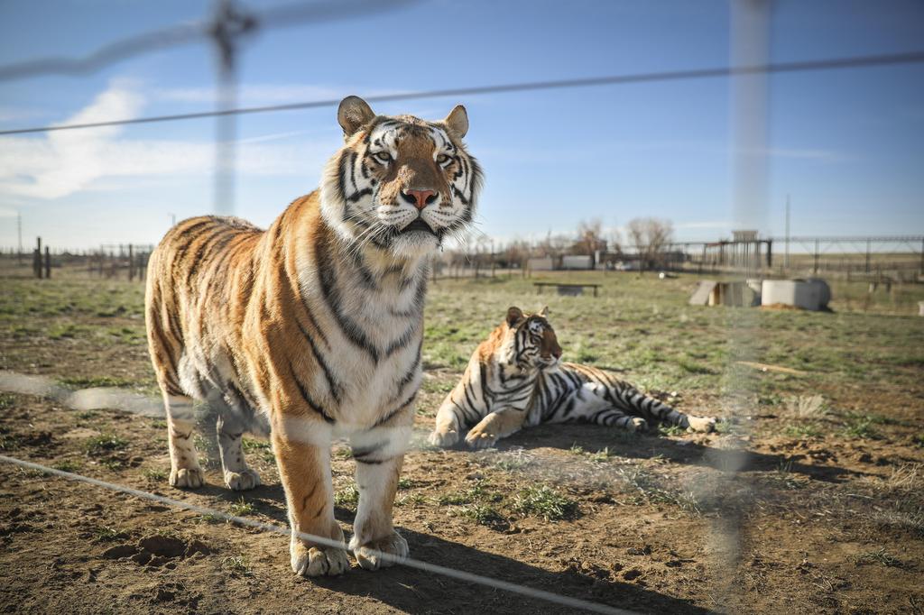A pair of tigers in Keenesburg, Colorado