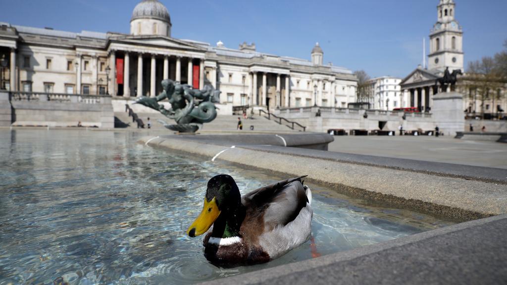  Duck swims in London fountain as streets empty 