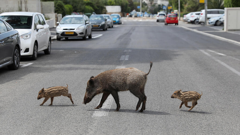 חזירי בר בשכונת הכרמל בחיפה