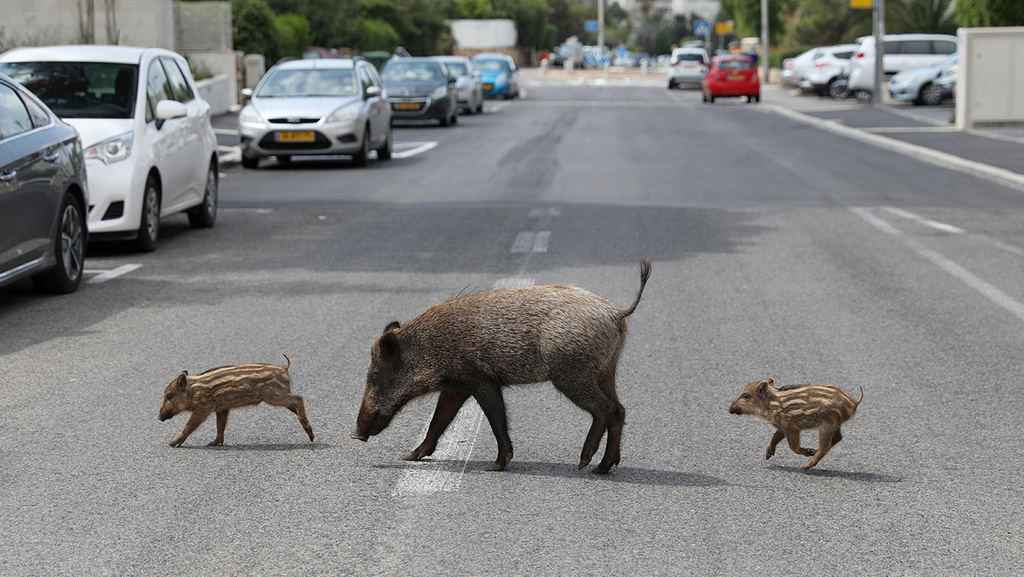 חזירי בר בשכונת הכרמל בחיפה