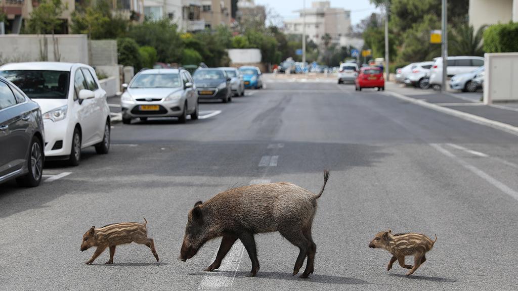חזירי בר בשכונת הכרמל בחיפה