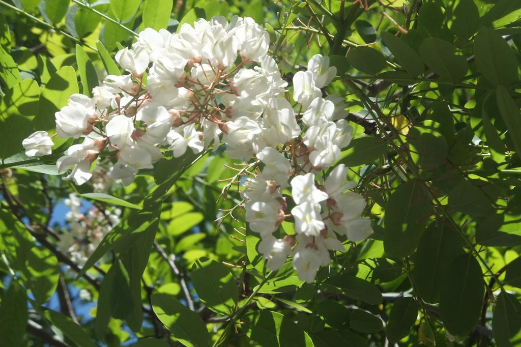 Цветы робинии сильнее пахнут перед дождем. Фото: Леон Левитас Цветы робинии сильнее пахнут перед дождем. Фото: Леон Левитас