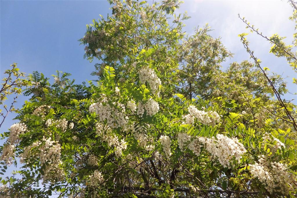 Робиния. Фото: Леон Левитас Робиния. Фото: Леон Левитас