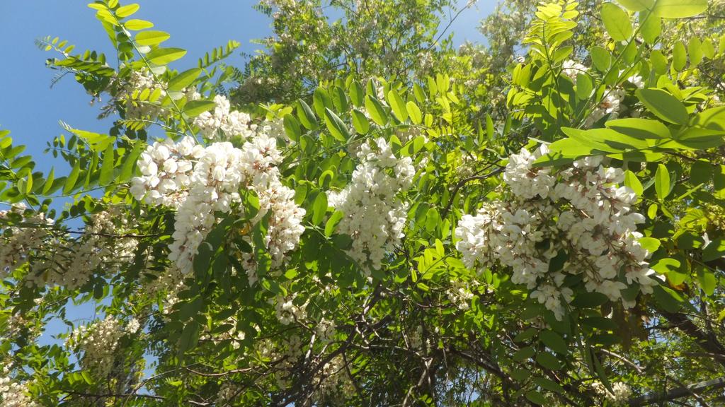 Робиния. Фото: Леон Левитас Робиния. Фото: Леон Левитас