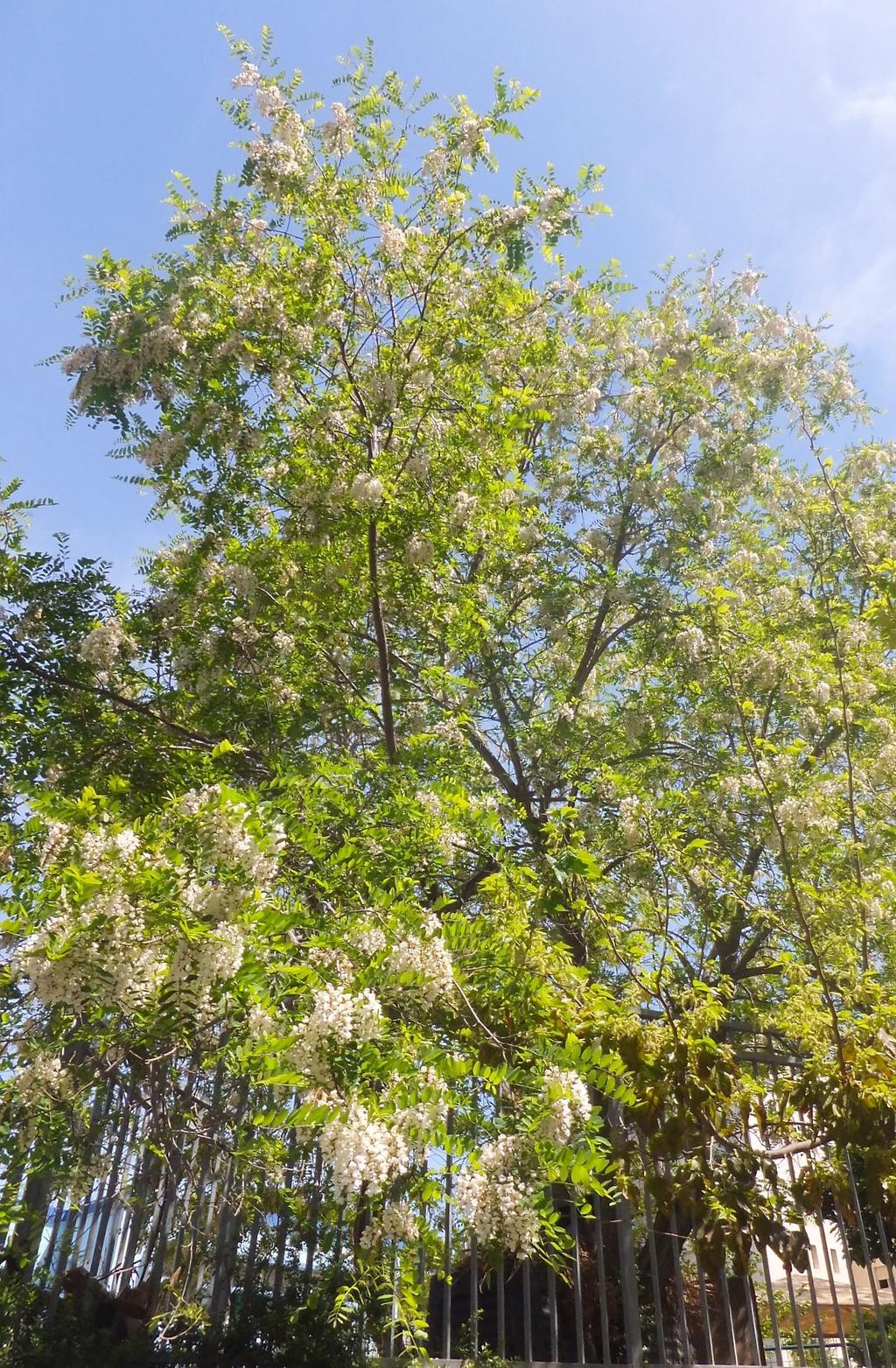 Робиния в Гиватаиме. Фото: Леон Левитас Робиния. Фото: Леон Левитас