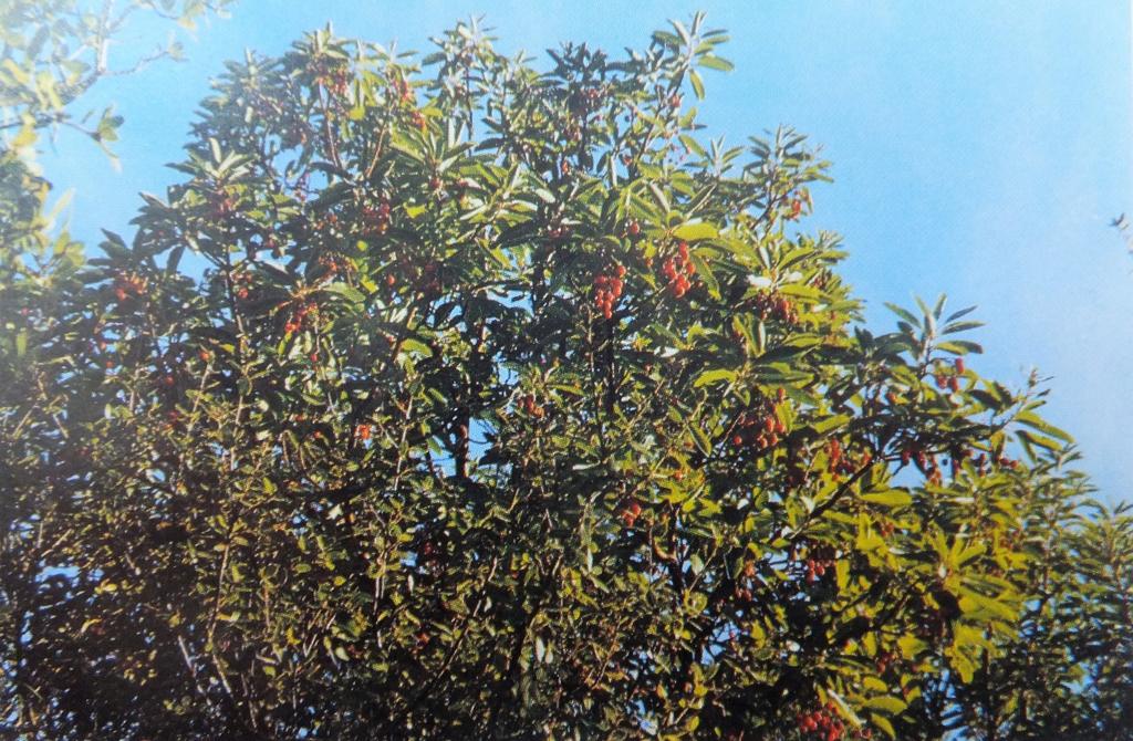 Израильская акация белая в Ашдоде. Фото: книга "Заповедники природы в Израиле" Израильская акация белая в Ашдоде. Фото: книга "Заповедники природы в Израиле"