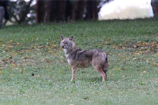 תנים בפארק הירקון תל אביב