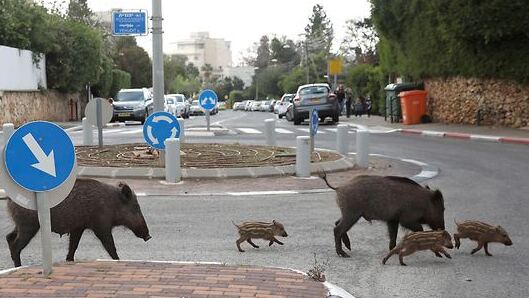  להקת חזירי בר בחיפה