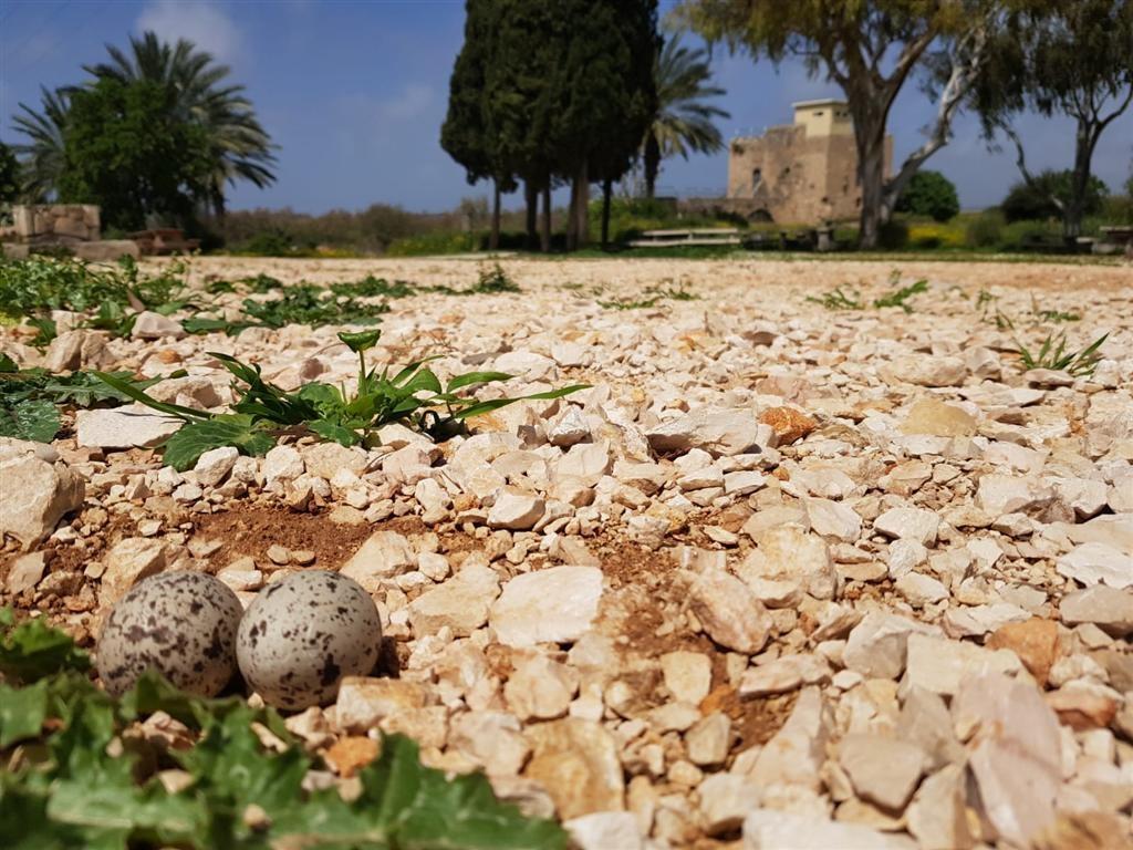 Eggs of a Thick-knee bird in Ein Afek reserve in northern Israel (Photo: Tamar Ovdat, Israel Nature and Parks Authority) קינון של כרוון ליד שביל הטיול בשמורת עין אפק