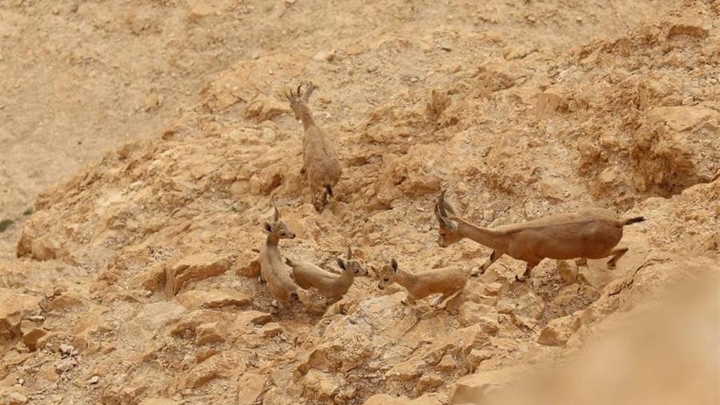 Gazelle and their fawns in Masada (Edgardo Leff, Israel Nature and Parks Authority) יעלים וגדיים במצדה