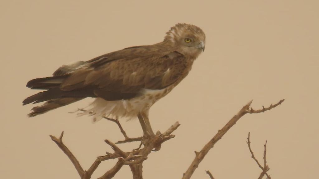 Circaetus eagle in Evrona (Photo: Omri Omassi, Israel Nature and Parks Authority) חיוויאי בשמורת ערבות עברונה