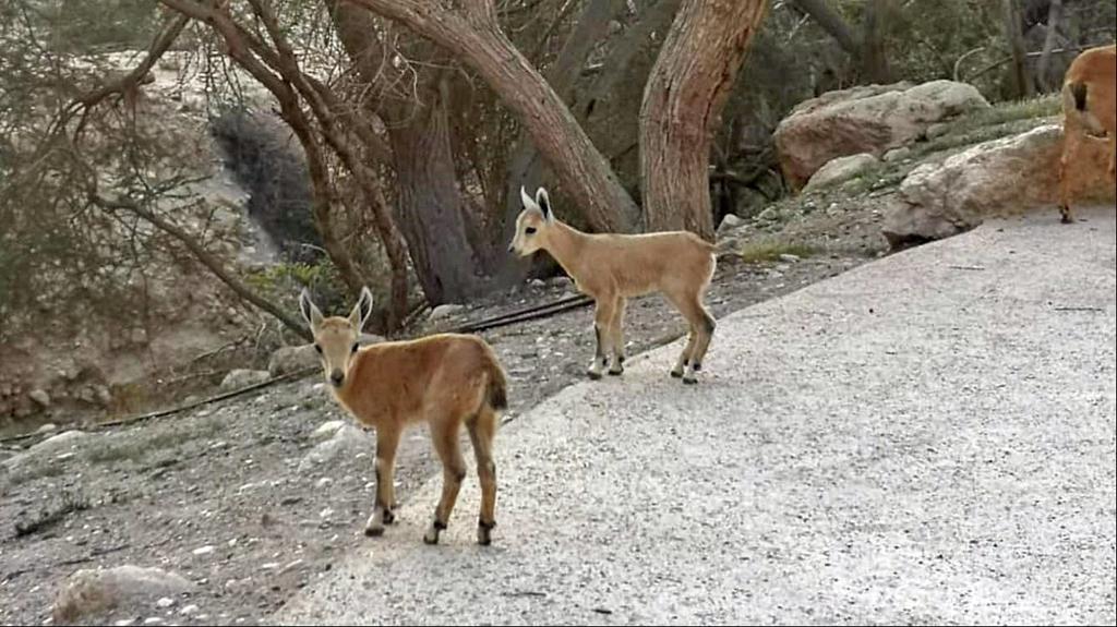 Fawns in Ein Gedi (Photo: Nofar Cohen, Israel Nature and Parks Authority) יעלים בשבילי הטיול בשמורת עין גדי