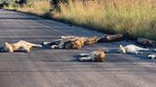 אריות ישנים על כביש בשמורה בדרום אפריקה