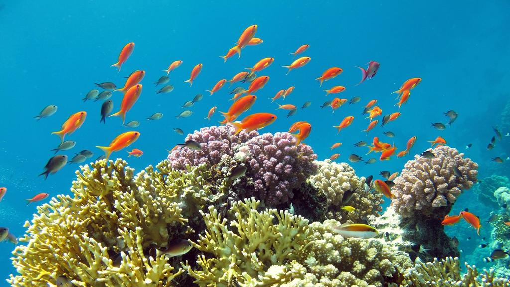 שמורת טבע חוף האלמוגים באילת