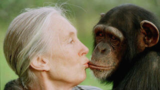 ג'יין גודול מנשקת שימפנזה