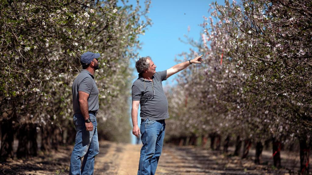 Almond trees that are being pollinated and fertilized by machine technology 