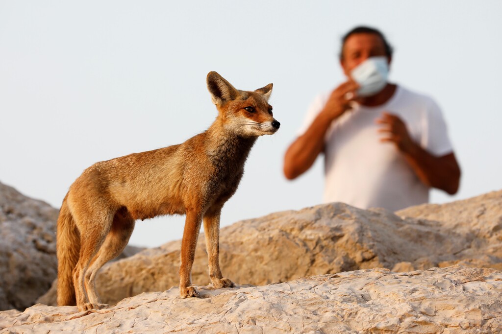 A man wears a face mask as a red fox boldly stands his ground 