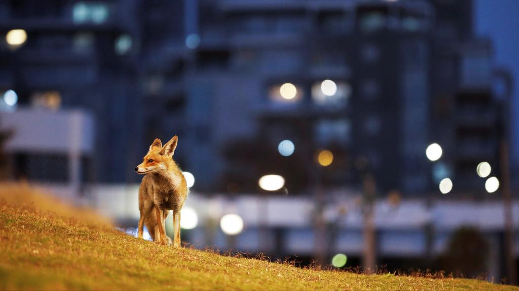 A red fox stands in an empty park in the southern Israeli city of Ashkelon 