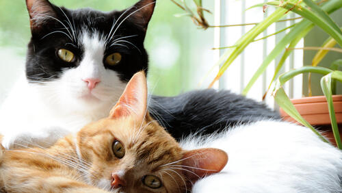 Фото: shutterstock