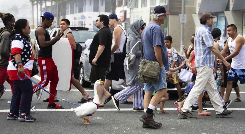 A goose named Goosey crosses the street to get to the other side with owners Psyche Lynch, left, and Tom, center, in a crowded downtown Huntington Beach, California 