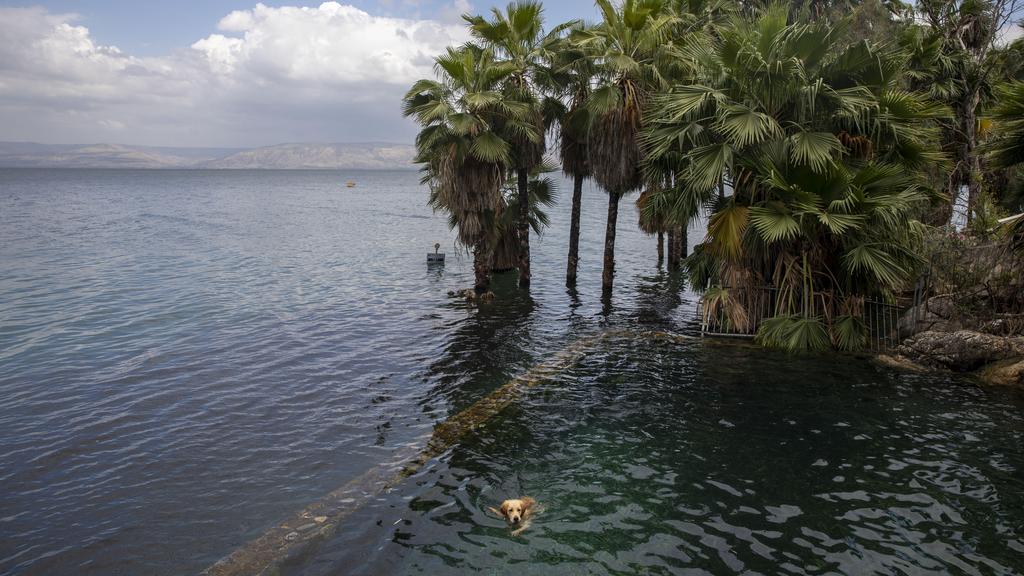 A dog swims where dry land used to be in the Sea of Galilee 