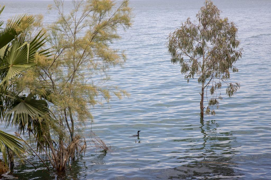  A bird swims where dry land used to be in the Sea of Galilee 