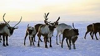 עדר באזור הארקטי