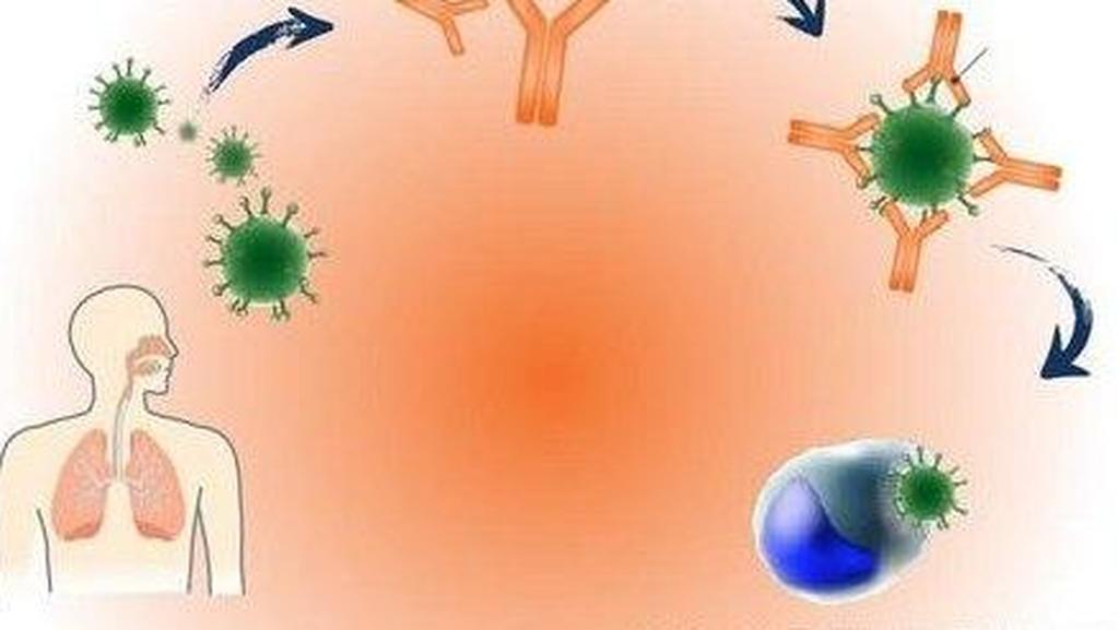Illustration of how the antibodies are created