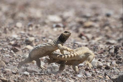Male spiny-tailed lizards fighting
