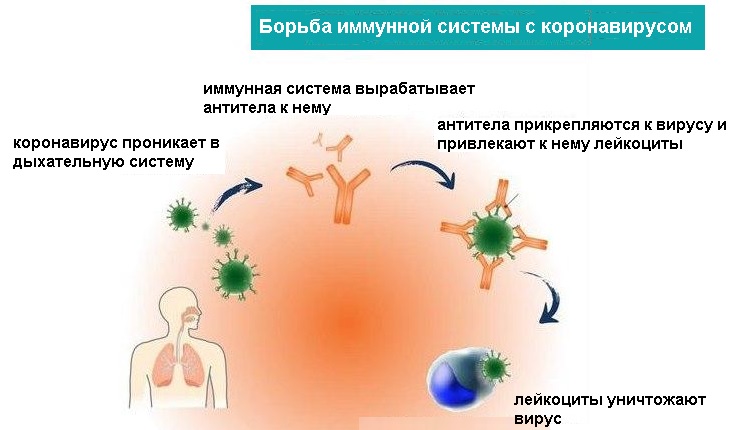 Схема борьбы иммунной системы с коронавирусом