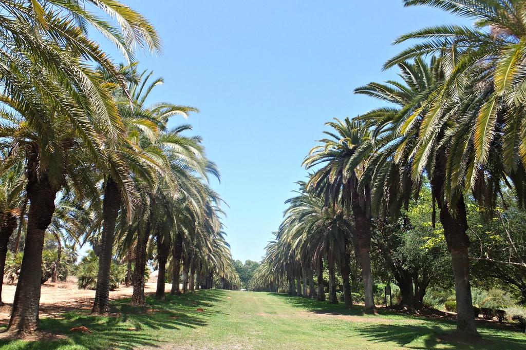Канарские пальмы в ботаническом саду. Фото: Леон Левитас