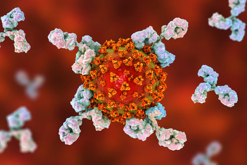 Антитела прикрепляются к коронавирусу. Фото: shutterstock