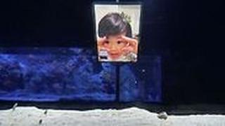 צופה בצלופחים מרחוק