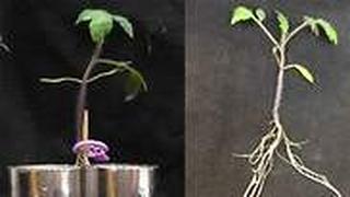 צמח עגבנייה עם שורש מפוצל. שינויים בחיידקי הקרקע בצד A משפיעים על הפרשות מהשורשים בצד B