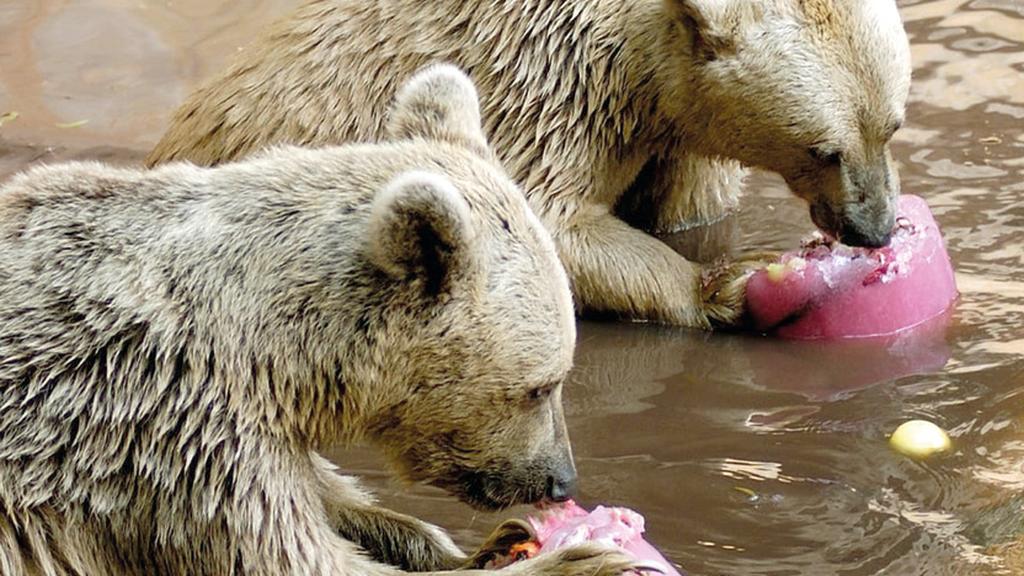 Медведи в Сафари лакомятся фруктовым мороженым