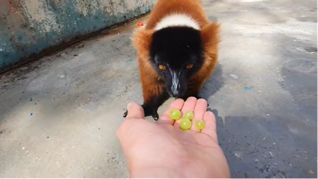 Охлажденные фрукты для питомцев зоопарка. Фото: пресс-служба Хай-кейф Охлажденные фрукты для питомцев зоопарка. Фото: пресс-служба "Хай-кейф"
