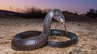 פתן שחור