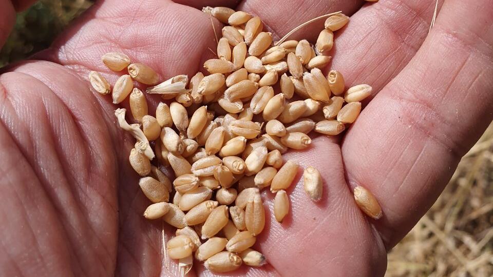 Пшеничные зерна 