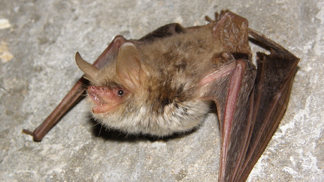 Thin-eared bat  