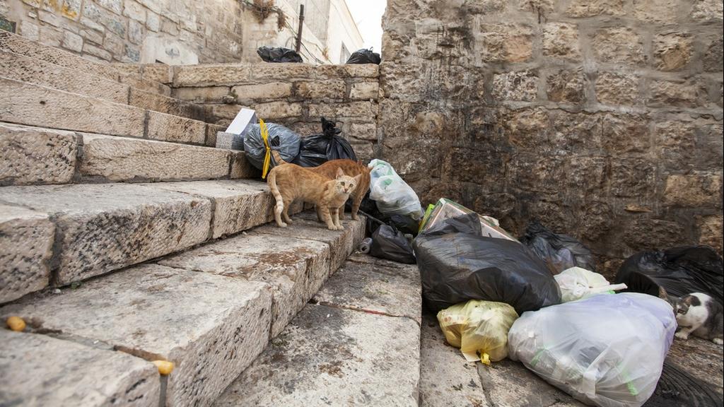 חתול ליד ערימת אשפה בירושלים