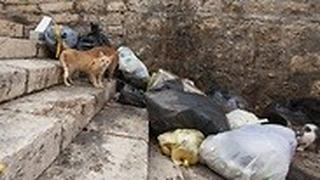 חתול ליד ערימת אשפה בירושלים
