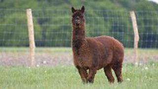אלפקה טייסון חווה גרמניה חיסון ל קורונה