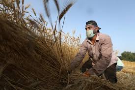 Palestinian students pick crops in Gaza 