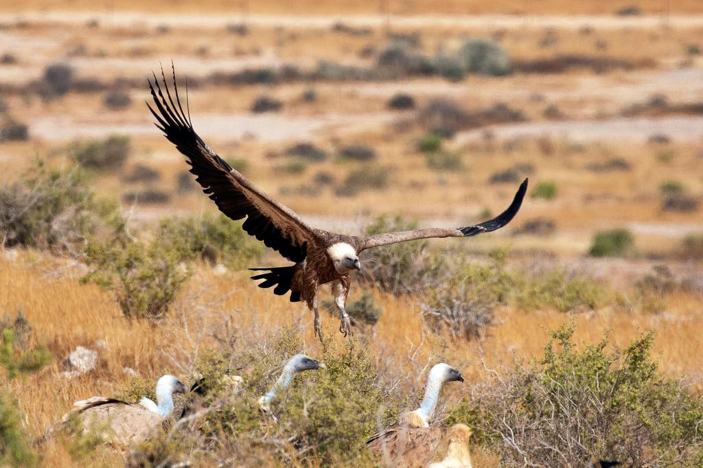 A griffon vulture lands in an area used as a feeding station,   where carrion is left by conservationists near Sde Boker in southern Israel, May 2020
