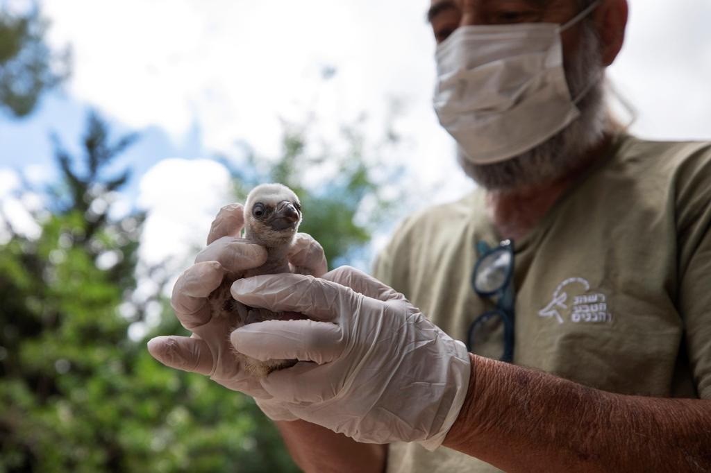 Yigal Miller, manager of programs for endangered raptors at  Israel's Nature and Parks Authority, holds a newly hatched   griffon vulture chick at the Biblical Zoo in Jerusalem, May 2020 