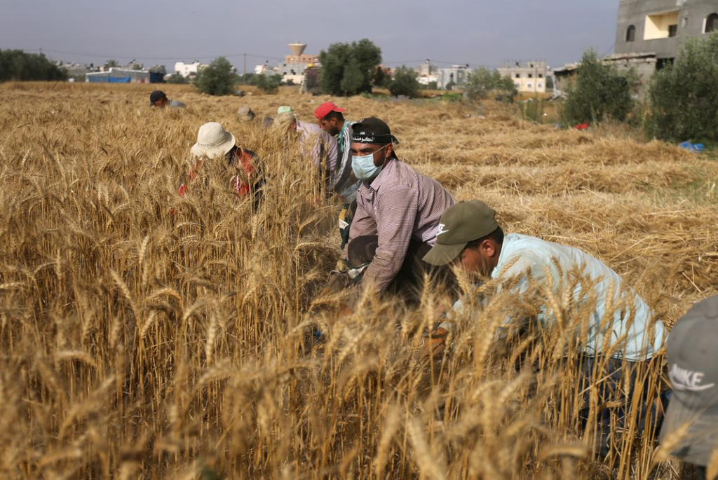 Palestinian students pick crops in Gaza 