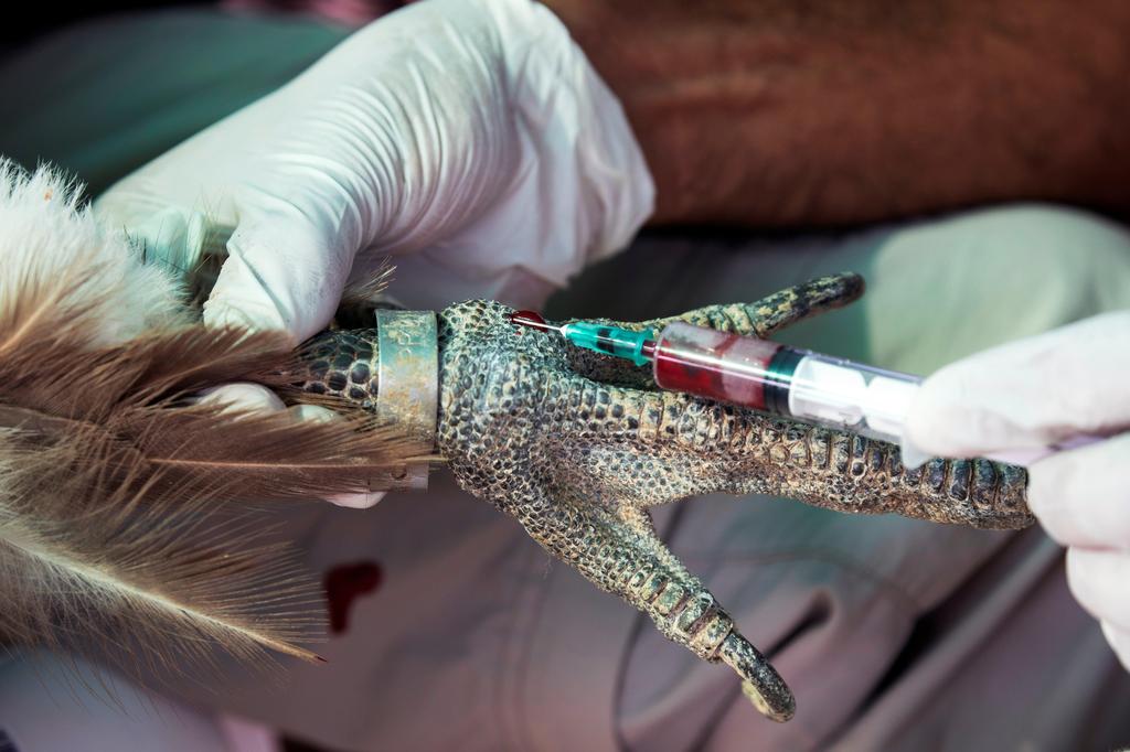 A conservationist draws blood from a griffon vulture after it was temporarily captured as part of a national project to protect and increase the population of the protected bird near Sde Boker in southern Israel, October 2019 