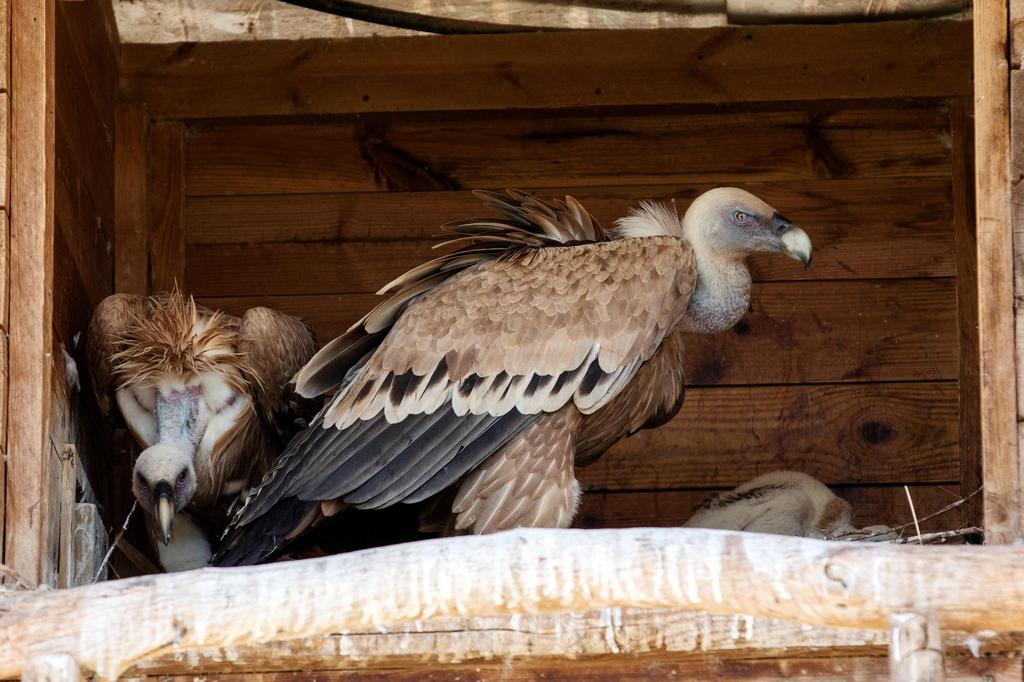 Griffon vultures stand inside a nesting box at the Hai-Bar Nature Reserve in the Carmel mountains in northern Israel, May 2020 