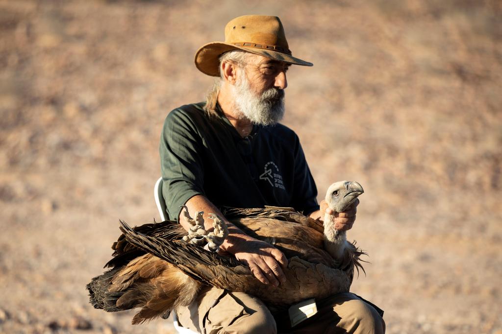 Yigal Miller, manager of programs for endangered raptors at the Nature and Parks Authority, holds a griffon vulture at a makeshift data-collecting station near Sde Boker, October 2019 